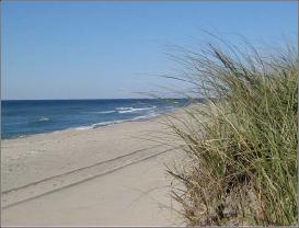 BeachGrass
