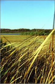 BeachGrassPhoto