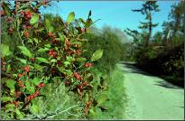 BerryPathPhoto