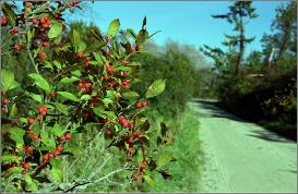 BerryPathPhoto