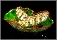 ChihulyEmeraldGreenPh9E5C8