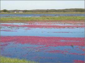 CranberryBogs001