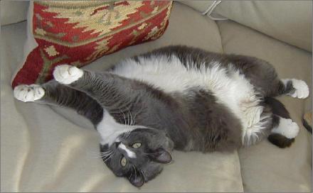 StellaStretch
